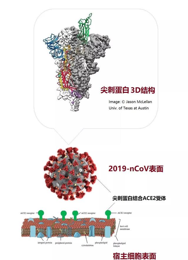 别给病毒买彩票的机会——病毒是如何从动物传给人的？