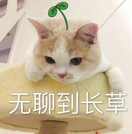 已停业32天的电影院终于按捺不住,本周将迎新影片上映