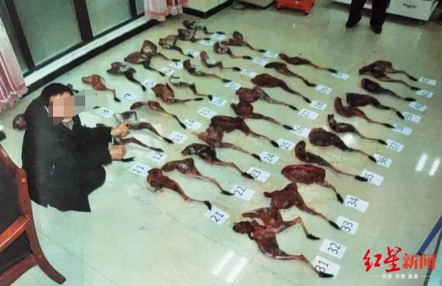 四川阿坝：一男子猎捕11只国家一级保护动物获刑12年