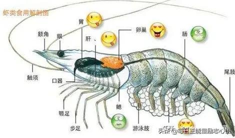 虾的头部是“屎”还是“黄”,看完涨知识了。