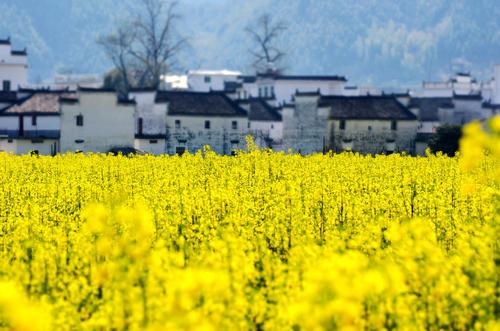 “油菜花开满地黄,丛间蝶舞蜜蜂忙”,细数中国最佳油菜花欣赏地