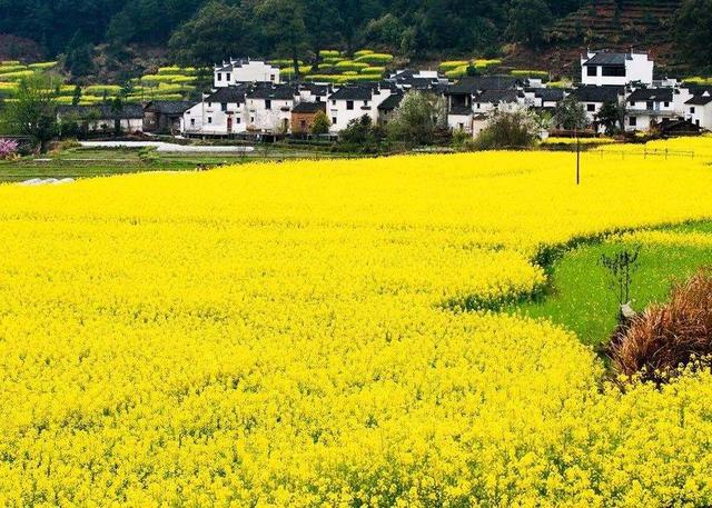 “油菜花开满地黄，丛间蝶舞蜜蜂忙”，细数中国最佳油菜花欣赏地