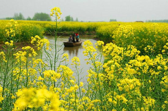 “油菜花开满地黄,丛间蝶舞蜜蜂忙”,细数中国最佳油菜花欣赏地