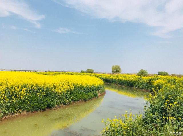 “油菜花开满地黄,丛间蝶舞蜜蜂忙”,细数中国最佳油菜花欣赏地