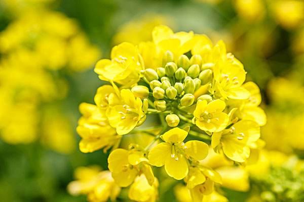 “油菜花开满地黄,丛间蝶舞蜜蜂忙”,细数中国最佳油菜花欣赏地