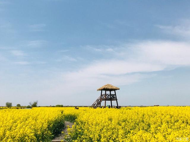 “油菜花开满地黄,丛间蝶舞蜜蜂忙”,细数中国最佳油菜花欣赏地