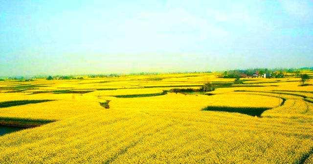 “油菜花开满地黄,丛间蝶舞蜜蜂忙”,细数中国最佳油菜花欣赏地