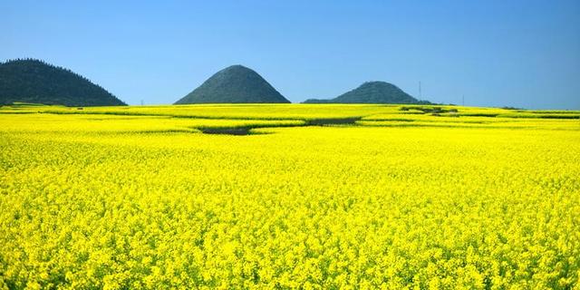 “油菜花开满地黄,丛间蝶舞蜜蜂忙”,细数中国最佳油菜花欣赏地