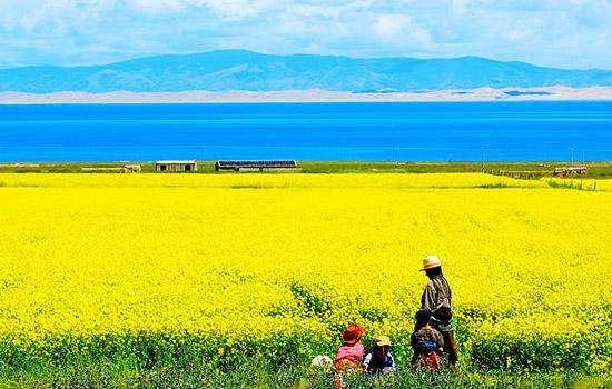 “油菜花开满地黄,丛间蝶舞蜜蜂忙”,细数中国最佳油菜花欣赏地