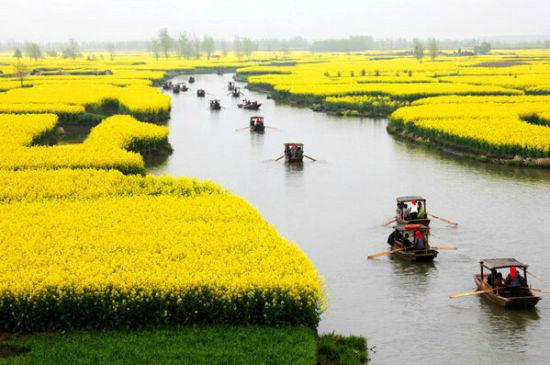 “油菜花开满地黄,丛间蝶舞蜜蜂忙”,细数中国最佳油菜花欣赏地
