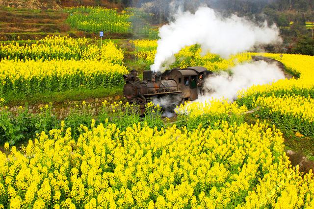 “油菜花开满地黄,丛间蝶舞蜜蜂忙”,细数中国最佳油菜花欣赏地