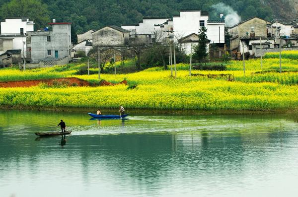 “油菜花开满地黄,丛间蝶舞蜜蜂忙”,细数中国最佳油菜花欣赏地