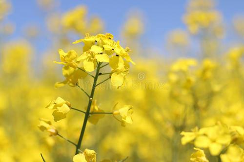 “油菜花开满地黄,丛间蝶舞蜜蜂忙”,细数中国最佳油菜花欣赏地