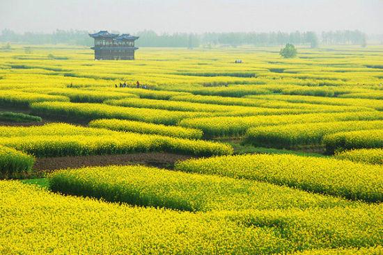 “油菜花开满地黄，丛间蝶舞蜜蜂忙”，细数中国最佳油菜花欣赏地