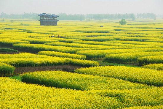 “油菜花开满地黄,丛间蝶舞蜜蜂忙”,细数中国最佳油菜花欣赏地