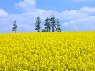 “油菜花开满地黄,丛间蝶舞蜜蜂忙”,细数中国最佳油菜花欣赏地