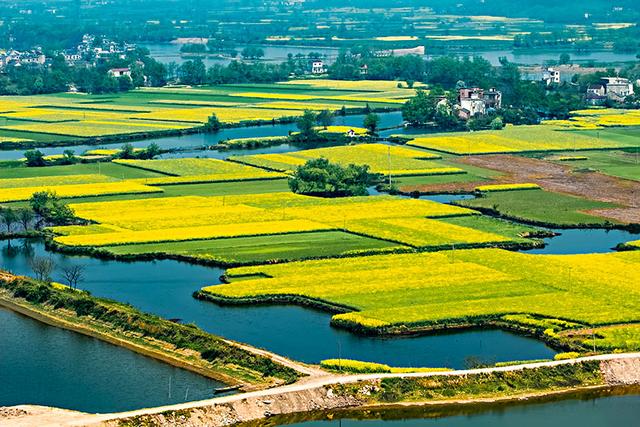“油菜花开满地黄,丛间蝶舞蜜蜂忙”,细数中国最佳油菜花欣赏地