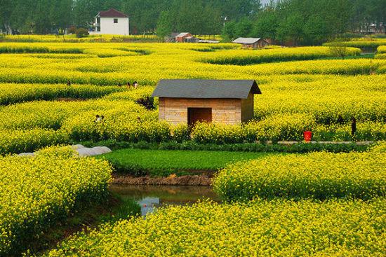 “油菜花开满地黄，丛间蝶舞蜜蜂忙”，细数中国最佳油菜花欣赏地