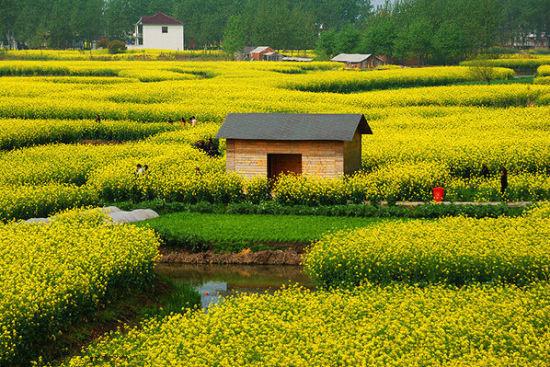 “油菜花开满地黄,丛间蝶舞蜜蜂忙”,细数中国最佳油菜花欣赏地