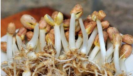 什么食物发芽了也能吃？这3种蔬菜发芽后，营养价值更高，别扔了