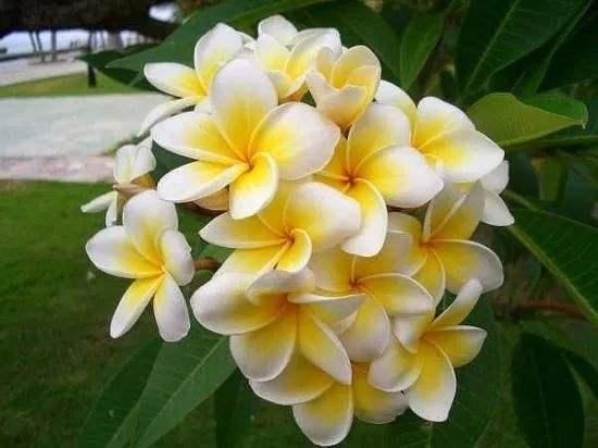 百花解六郁,芳香功用多