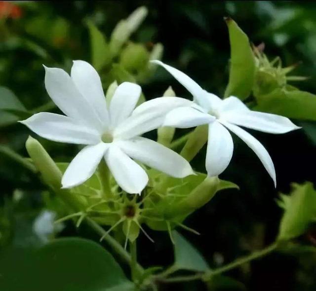 百花解六郁,芳香功用多