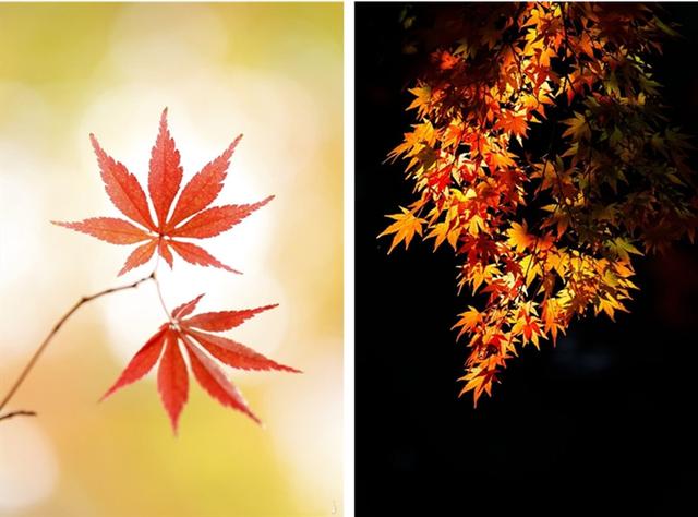 秋叶怎么拍才漂亮?拍摄秋叶的常用技巧分享