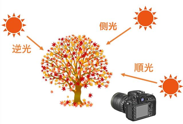 秋叶怎么拍才漂亮?拍摄秋叶的常用技巧分享