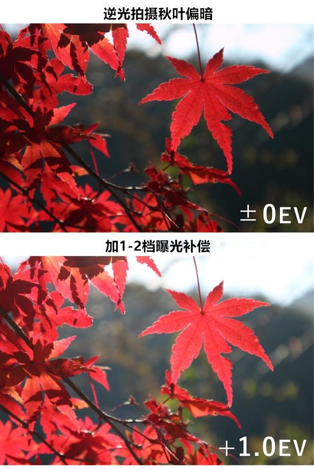 秋叶怎么拍才漂亮?拍摄秋叶的常用技巧分享