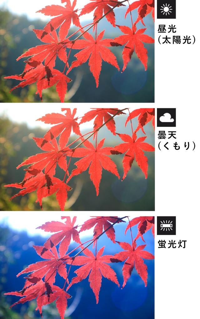 秋叶怎么拍才漂亮?拍摄秋叶的常用技巧分享