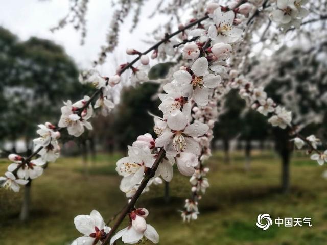 陕西西安气温升 大明宫里春意浓