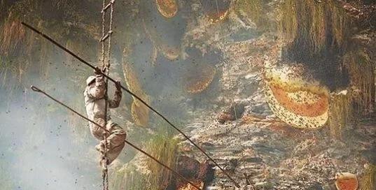 世界上最大的蜂巢,位于喜马拉雅悬崖边缘的“喜马拉雅悬崖蜂巢”