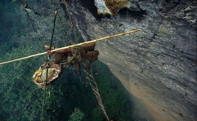 世界上最大的蜂巢，位于喜马拉雅悬崖边缘的“喜马拉雅悬崖蜂巢”