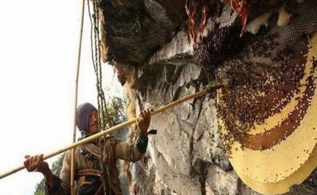 世界上最大的蜂巢，位于喜马拉雅悬崖边缘的“喜马拉雅悬崖蜂巢”
