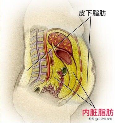 下腹突出,女人的痛:下腹肥胖的真相——摆脱途径——锻炼方法