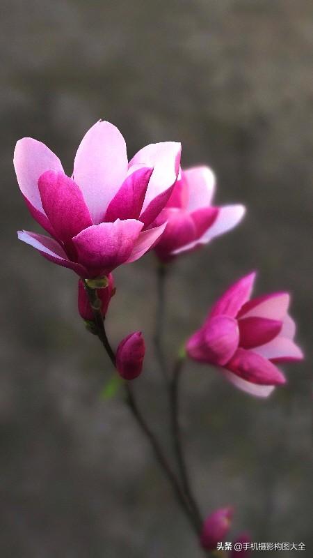 影展点评:揭秘5张照片12个背后的亮点,助你拍大片