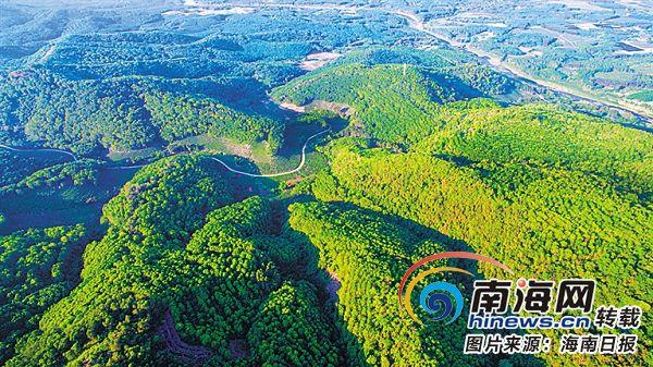 琼州茶语:解读海南茶叶的历史文化