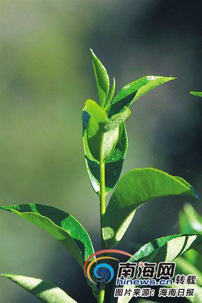 琼州茶语:解读海南茶叶的历史文化