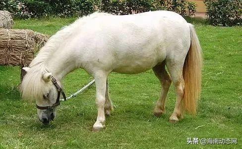 你了解海南岛上千年的马文化历史吗?