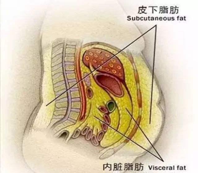 肚子大不是福气,是内脏脂肪太多,招病又减寿,这么做减掉大肚子