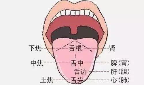 舌诊怎么看，看下脏腑衰退和脾肾阳虚的舌头