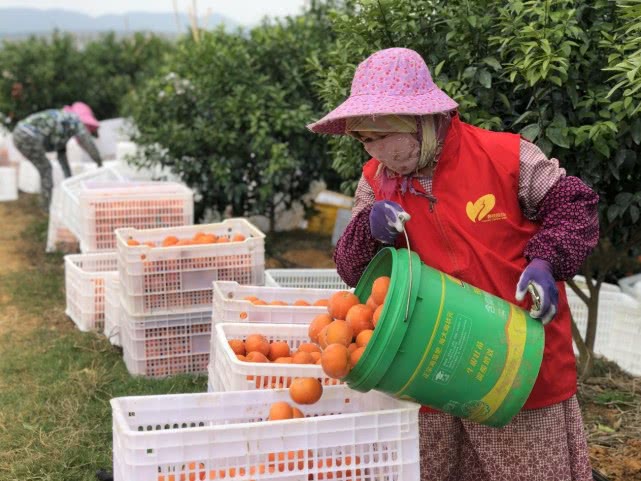 碧桂园发动消费扶贫驰援湖北，助力复工复产