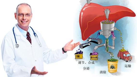 健康:饮食过度对肝脏有什么危害?