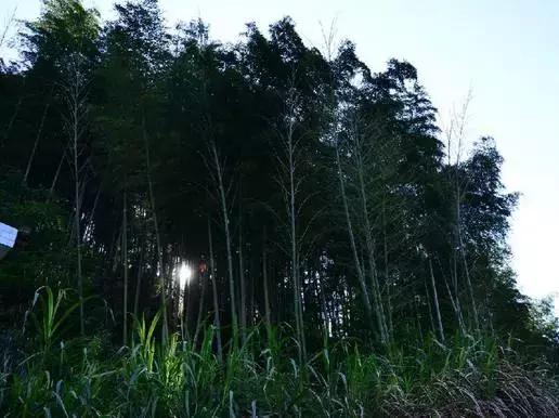 68个长沙最好玩的景点,你去过几个?