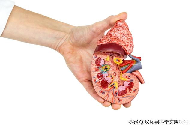 肾结石该“怎样吃”,从而降低结石的产生?