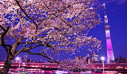 2020东京「夜樱」点灯景点巡礼,个个美不胜收,如临仙境