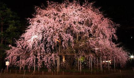 2020东京「夜樱」点灯景点巡礼,个个美不胜收,如临仙境