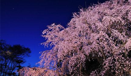 2020东京「夜樱」点灯景点巡礼,个个美不胜收,如临仙境