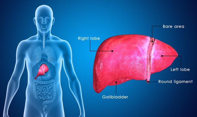 正常人的肝细胞不会产生甲胎蛋白，如果你指标偏高，当心癌变风险