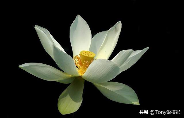 摄影技巧:花的特写照片怎么拍?